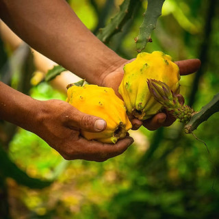 Pitahaya Amarilla