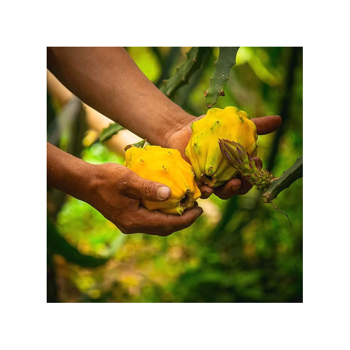 Pitahaya Amarilla