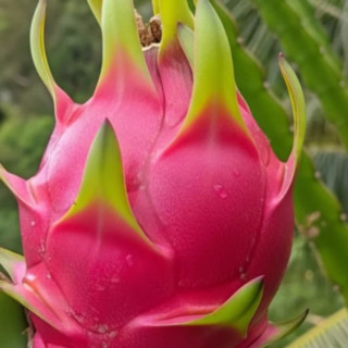 Pitahaya Roja