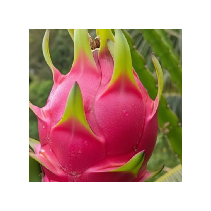 Pitahaya Roja