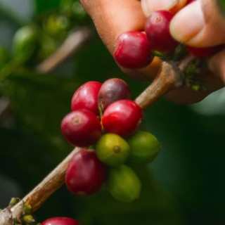 Café grano